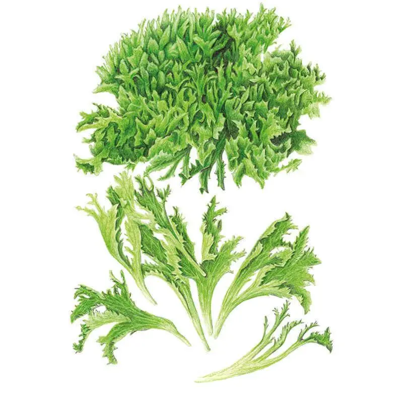 Organic Ezrilla Leaf Lettuce Seeds - Short Head, Uniform Growth, Disease Resistance, Easy Harvesting, Full Sun, Long Harvest, Pelletized with Organic Coating for Home Garden Planting & Salad Prep, Organic Seeds