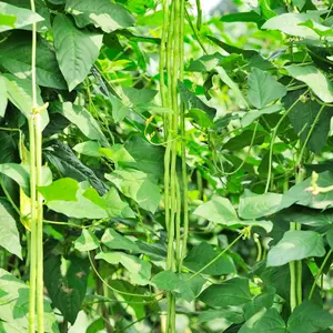 10 to 100 Yard Long Green Bean Seeds for Planting, Đậu Đũa | Non-GMO Garden Seeds