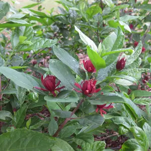 Eastern Sweet Shrub Fragrant Carolina Allspice Plant Calycanthus Floridus Plant Qt Pot