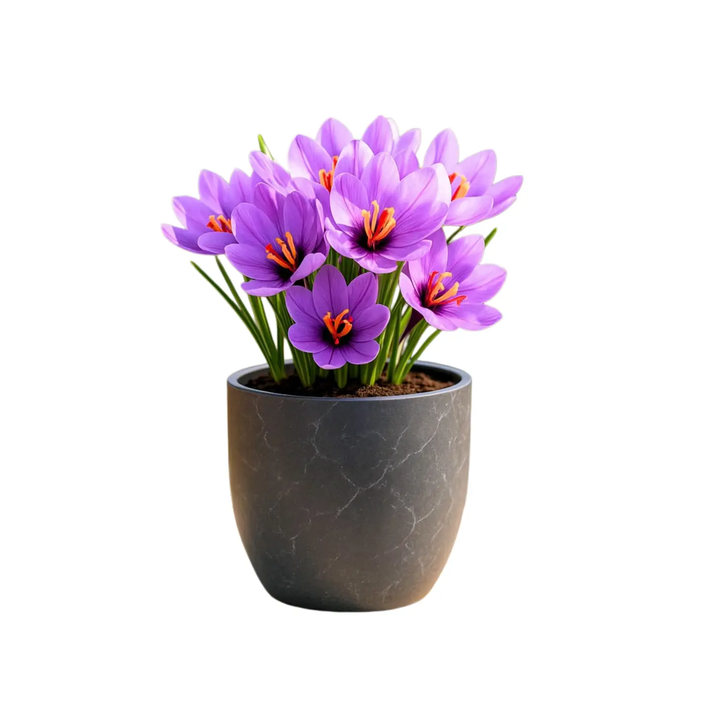 Premium Saffron Crocus Bulbs for Planting, Easy-Growing Perennial Flowers, Ideal for Home Outdoor Garden Spaces