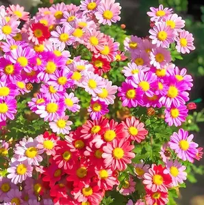 300 Pcs Pyrethrum Flower Seeds Pack – Pyrethrum Daisy Seeds for Backyard Garden Beds, Patio Containers, Raised Planters and Outdoor Decorative Garden Layouts, Seeds Only Not Live Plants
