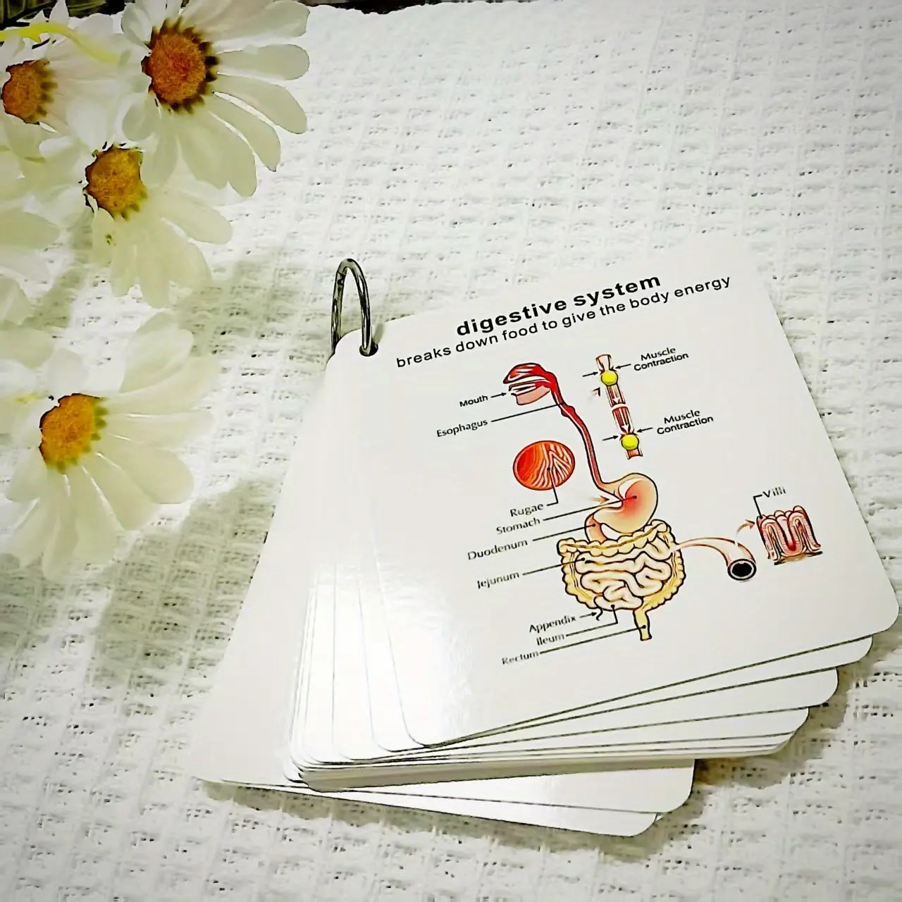 Human Anatomy Flashcards – 9 Body Systems with Labeled Diagrams, Educational Study Cards for Medical Students & Classroom Learning
