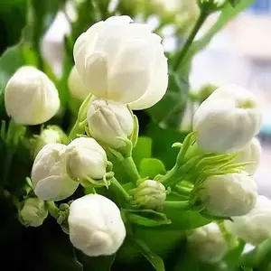【 Buy two, get one free】for 50 Non-GMO Climbing Silver Jasmine Seeds - Aromatic Evergreen, Ideal Decor Choice for Garden & Balcony