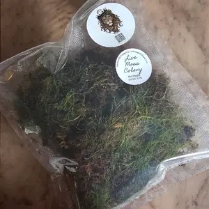 Terrariums Solution: Live Moss for DIY and Decoration