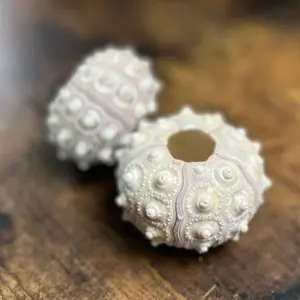 Sea Urchin Shells (for Air Plants), Jellyfish Style Air Plant Display