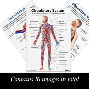 Human Anatomy Poster Set, 16pcs/set Detailed Chart of Brain, Heart, Liver, Kidneys, Eyes, Digestive System, Blood Circulation & Cells, Easy-to-understand, Learning Materials, Visual Learning Tools, Classroom Supplies