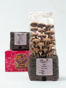 Two All-in-One Mushroom Grow Bags, Complete Cultivation Kit, 3lb, Bundle & Save! Lady Hyphae