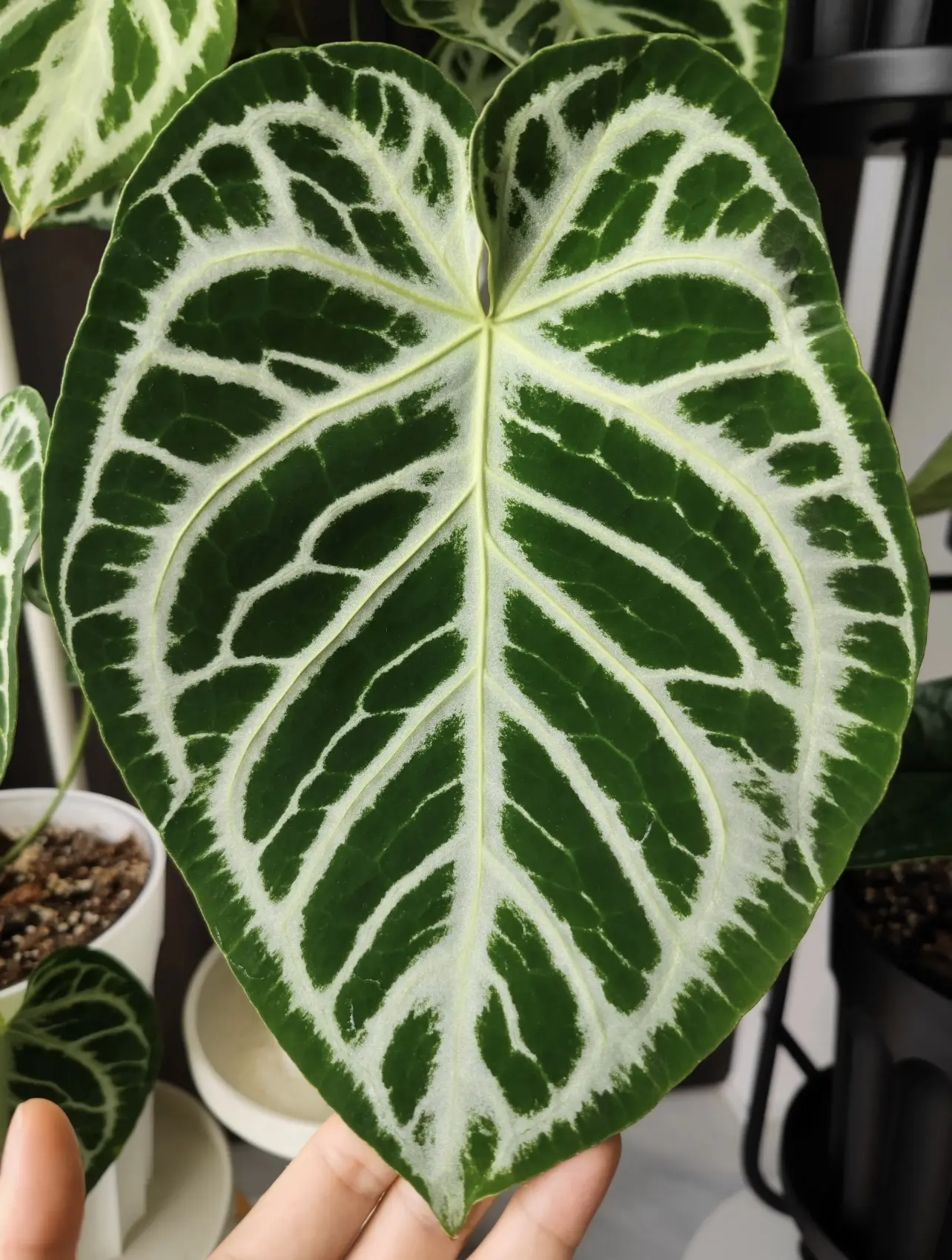 Anthurium magnificum Live Starter Plant in 2-Inch Pot | Velvet Anthurium Collector Plant
