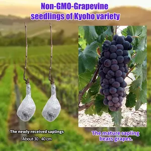 Kyoho Grape Tree Seedling – Sweet, Juicy Grapes for Garden & Patio”