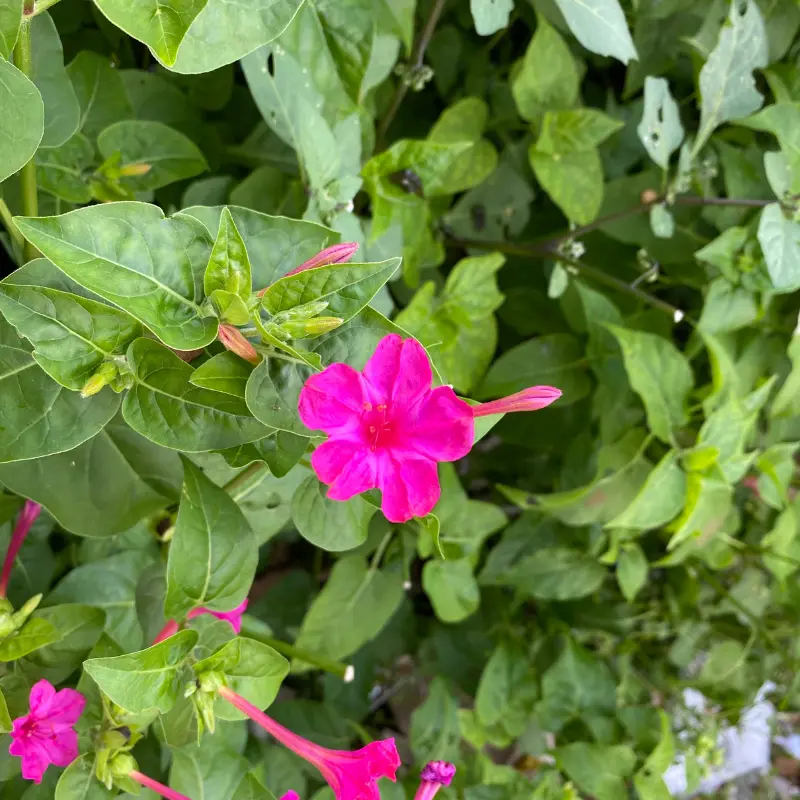 Pink Four O’Clock Seeds (Mirabilis jalapa) Delicate pink blooms that appear at dusk. Easy-care and drought-tolerant. Perfect for borders and wildlife-friendly gardens.