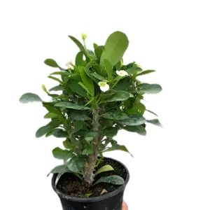 Crown of Thorns White