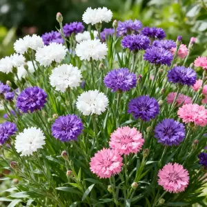20000Pcs Mixed Flower Garden Seeds – Low-Maintenance Blooms for Rustic & Pollinator Gardens (Seeds Only)