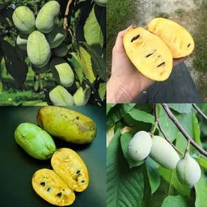 Fresh Common Pawpaw Trees Plant 6in, Asimina Triloba, Live Paw Paw Live Plant, Tropical Sweet Pawpaw Fruit, Paw Paw Indian Banana Plant in Quart Pot