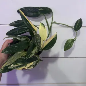 Monstera stanleyana variegated cobra