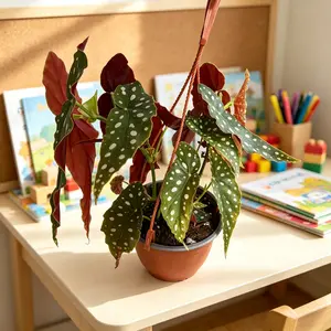 QHT-01     Begonia Maculata Polka Dot Plant 6 Inch Pot | Rare Indoor Foliage Houseplant for Home & Office Decor