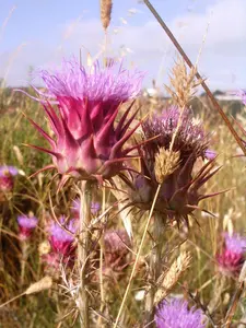 Cardoon Seeds