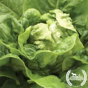 Lettuce Seeds - Little Gem - Organic