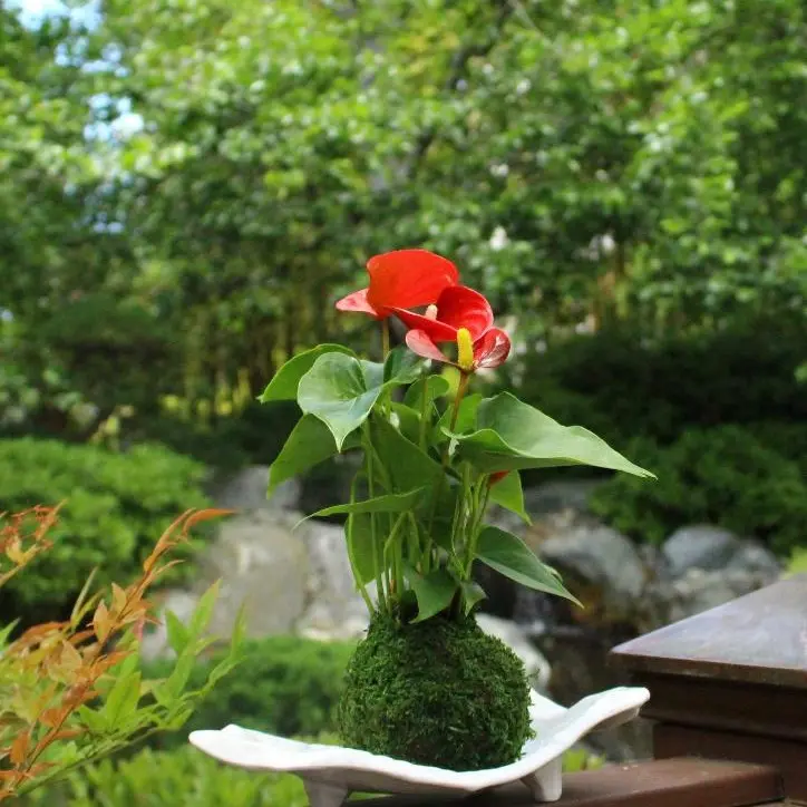Red Anthrium Kokedama - Moss ball, Japanese ancient botanical technique