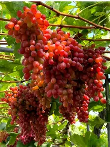 Crimson Seedless Red Grape Vine Plant – Sweet Table Grape Variety for Home Gardeners, Climbing Fruit Vine for Trellis, Fence & Landscape Design
