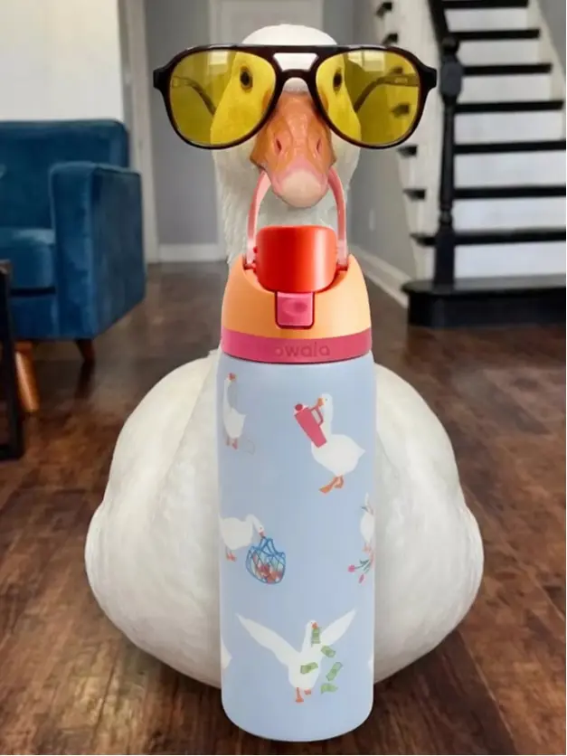 Owala FreeSip Sway " Silly Goose" 32oz Water Bottle Tumbler New 2026