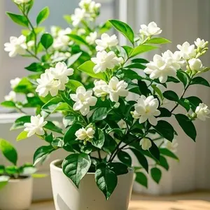 100 Premium Jasmine Seeds – Aromatic Blossoms, Fast-Growing, Ideal for Containers, Patios & Yards