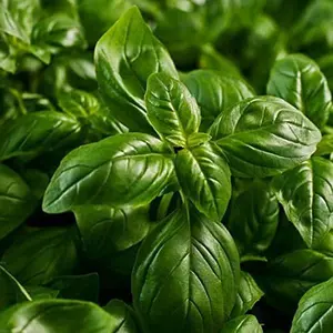 Ocimum Basilicum Basil Seeds, 3 Packs x 1500 Non-GMO Heirloom Herb Seeds, Fragrant Fast-Growing, Fresh Flavor for Kitchen Window Garden Supplies, Non-Gmo Heirloom Herbs