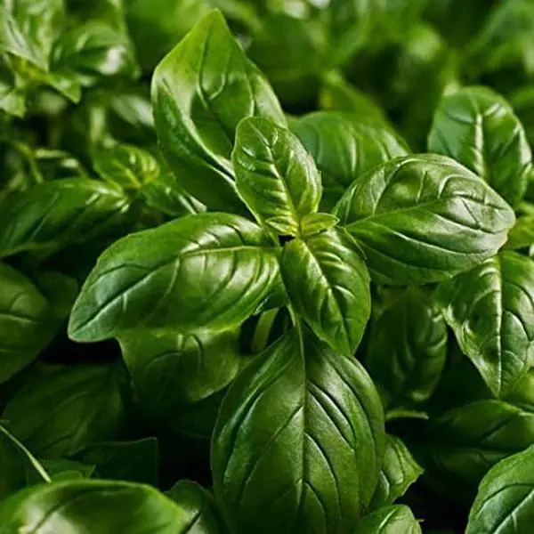 Ocimum Basilicum Basil Garden Plant Seeds, 3 Bags (1500 Seeds Each) Non-GMO Heirloom Herb Seeds, Fragrant, Fast-Growing, Fresh-Flavor for Kitchen Window Garden Supplies, All-Season Use