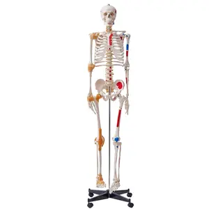 【Summervibes】VEVOR Human Skeleton Model for Anatomy, 71.65" Life Size, Accurate PVC Anatomy Skeleton Model with Ligaments, Movable Arms, Legs & Jaw, with Muscle Origin & Insertion Points, for Professional Teaching