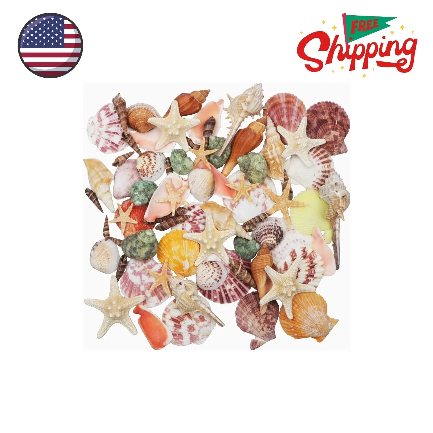 Sea Shells Mixed Beach Seashells and Starfish 9 Kinds 1.2"-3.5" Various Sizes