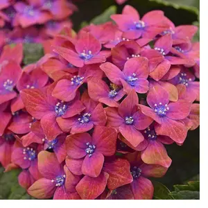 5 Pink Blue Hydrangea Seeds Perennial Hardy Flower Seed Flowers
