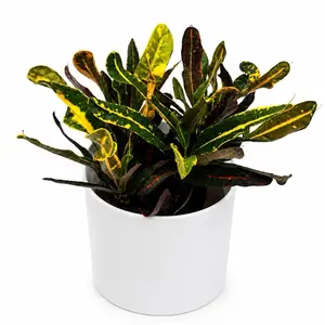 Croton ‘Midnight Gold’ – Rare Tropical House Plant, 6” Pot, Exotic Yellow-Streaked Foliage for Home Decor
