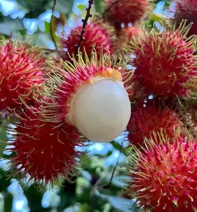 Rambutan Fruit Seeds – Exotic Tropical Tree Seeds, Easy to Grow, Indoor & Outdoor Planting, All Season Planting, Home Garden, Beginner Friendly