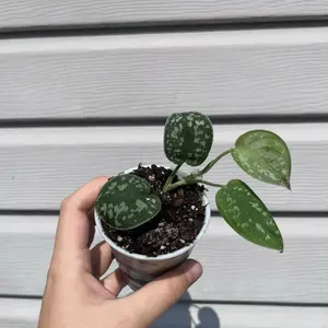 Satin Pothos Starter Plant - Grower's Choice for Home Garden by Foliage Furnish