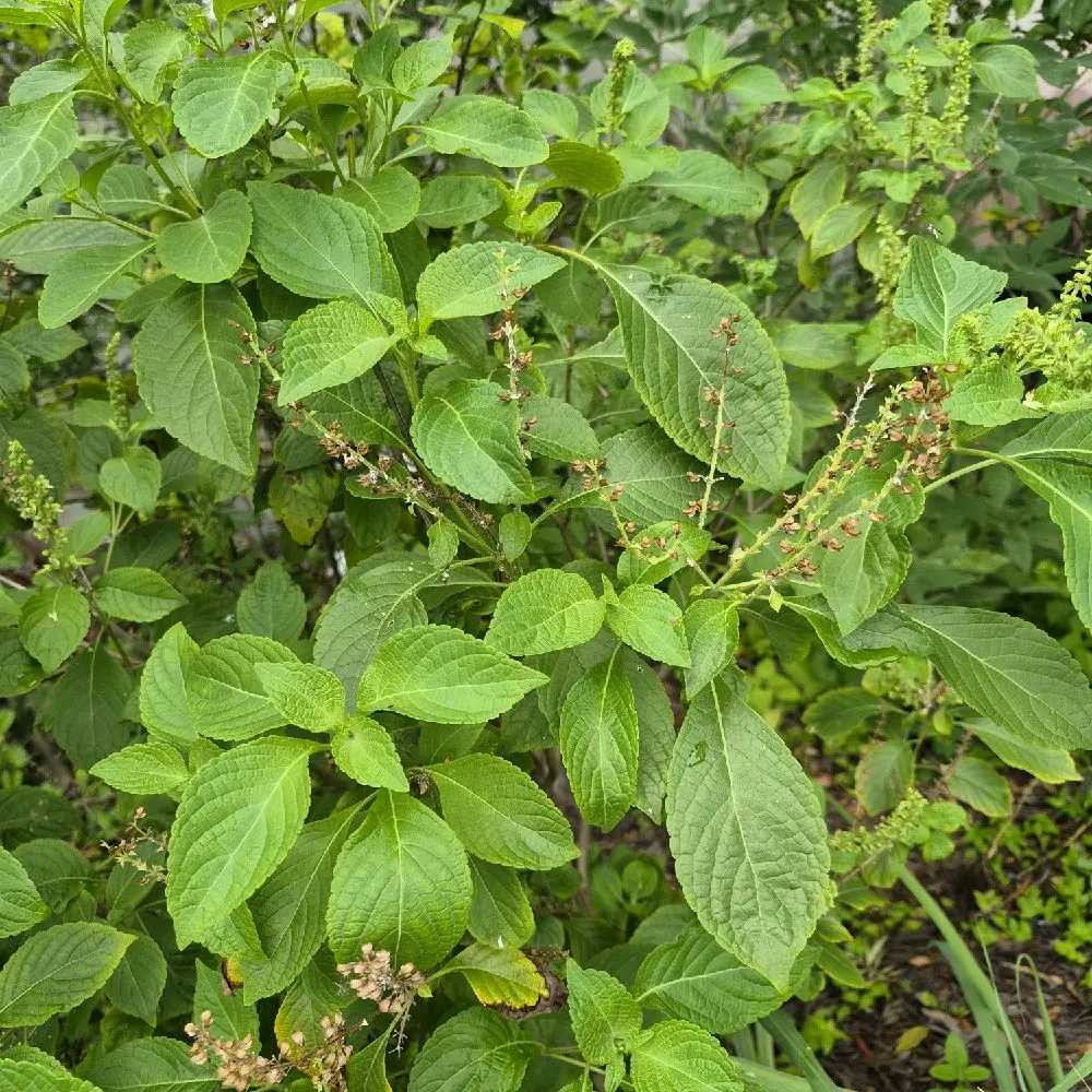 Atiayo  (Holy Basil)
