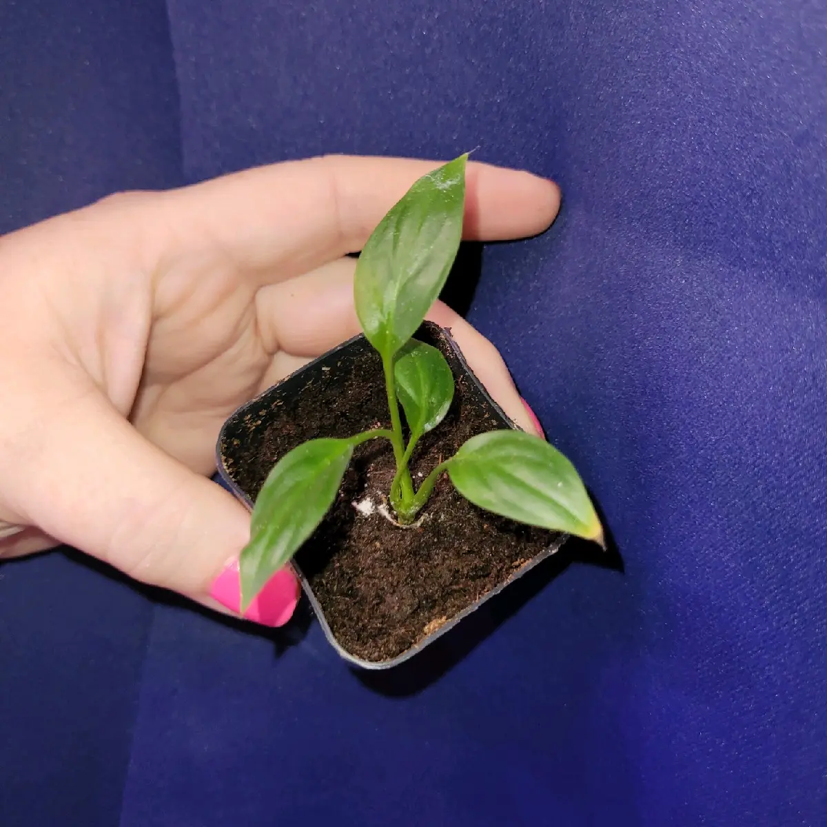 Peace Lily Starters