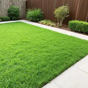 2000pcs Emerald Zoysia Grass Seeds – Non-GMO, Low-Maintenance, Hardy, Ideal for Warm-Season Lawns and Durable Landscapes