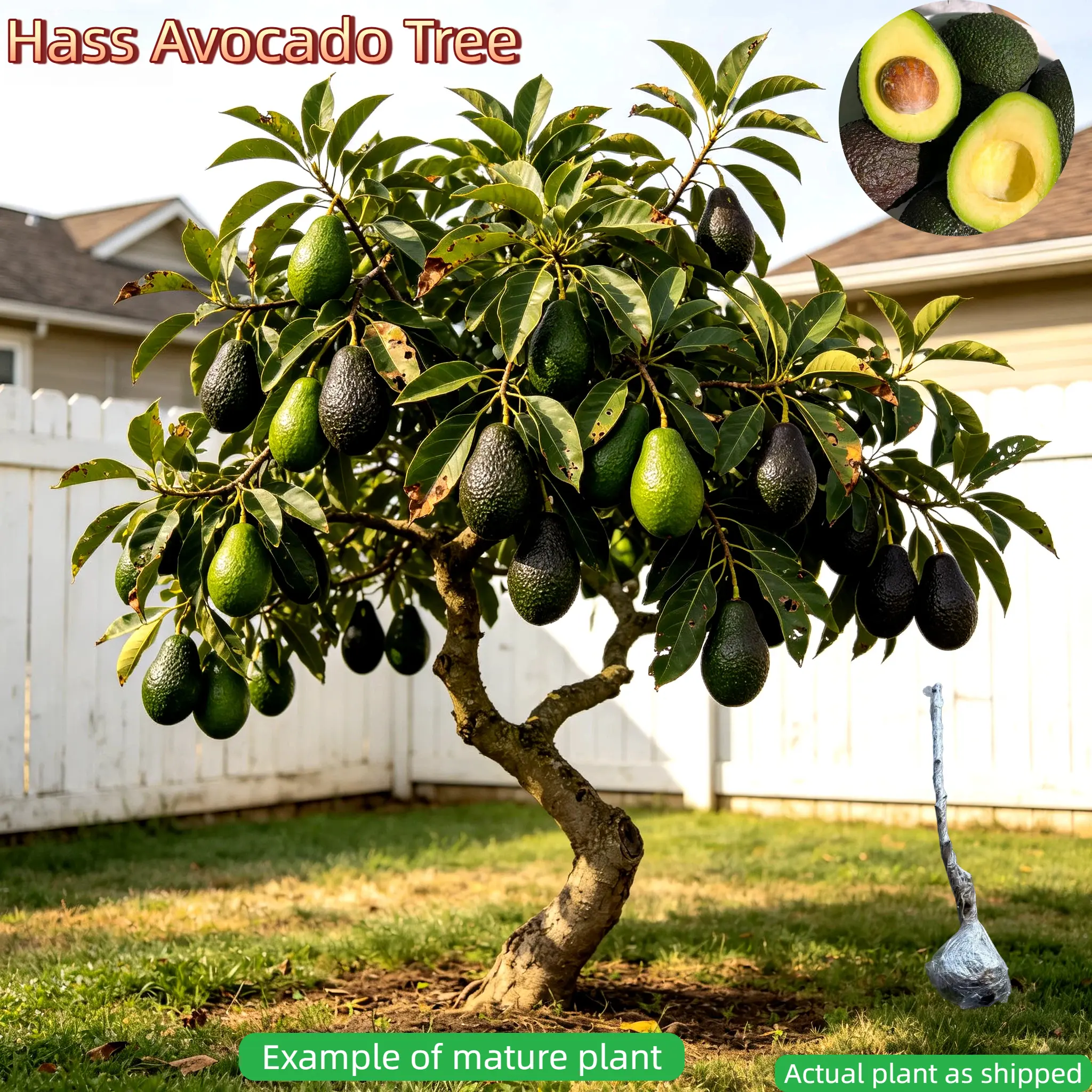Dwarf Hass Avocado Tree – Bare Root, Healthy Root System, Low Space Requirement, Great for Balcony, Pot, or Home Garden easy-to-cultivate fruit tree seed