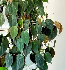 Velvet Leaf Philodendron RARE | Velvet Leaf |  Philodendron Mican | Unique Tropical Plants | Heartleaf Philodendron | Rare Philodendron