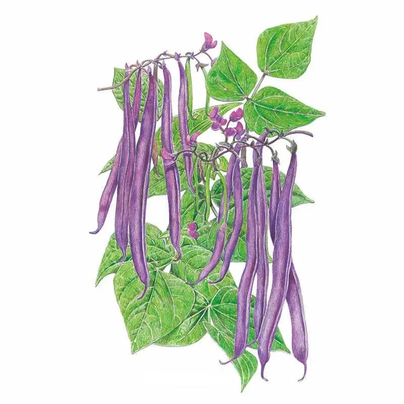 Royal Burgundy Bush Bean Garden Plant Seeds, Home & Garden Supplies Flower & Plant Seeds
