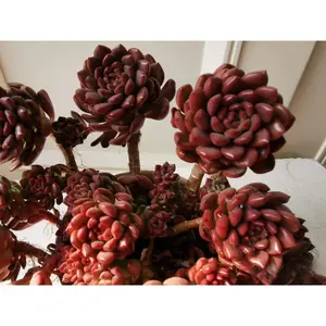 2"Live Succulent pink ruby