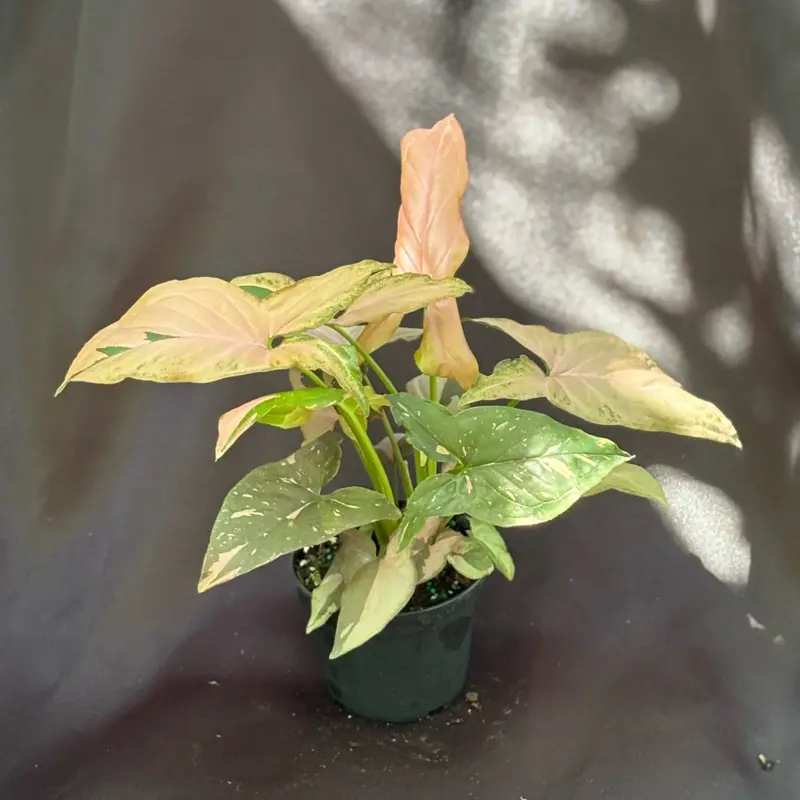Syngonium Pink Splash Live Plant, 4-in Pot, Ideal for Decorating Living Room, Features Natural Look, Thrives in Partial Shade