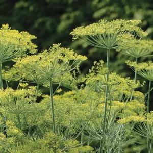 Heirloom Bouquet Dill Seeds - Organic and Regenerative Gardening Seeds