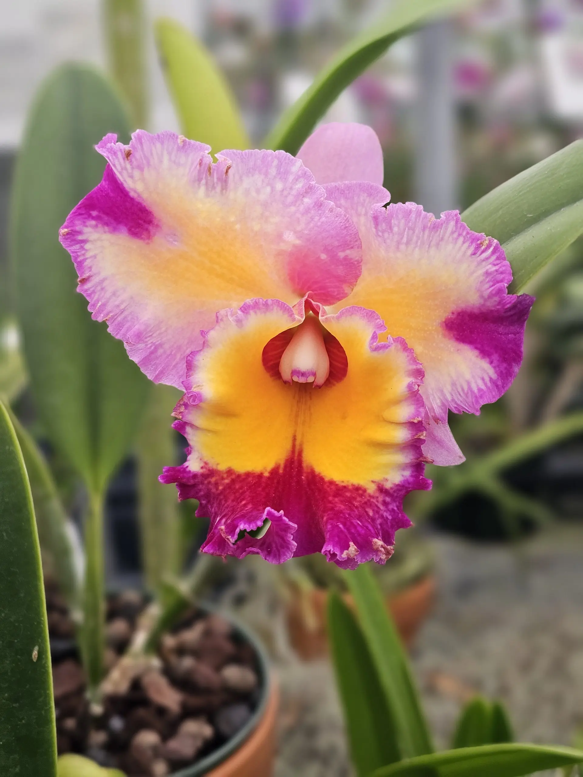 RLC Dick Smith 'Paradise' Baby Orchid RLC Dick Smith 'Paradise' Baby Orchid