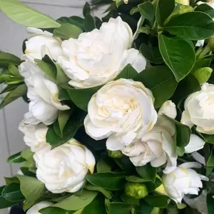 50 Pcs Jasmine Flower Seeds – Non-GMO, Fast Growing & Highly Fragrant!
