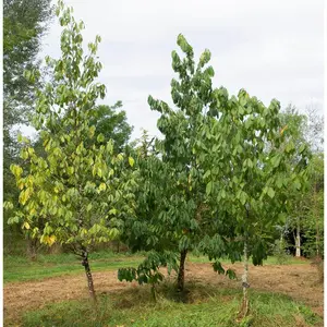 Pawpaw Tree - Live Tree in a 3 Gallon Pot - Asimina Triloba - Native Plant Tropical Fruit Bearing Tree for Your Edible Garden