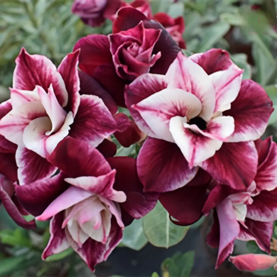 100pcsDesert Rose Heirloom Garden Seeds, Stunning Tropical Flower Seeds for Indoor & Outdoor Gardening, Multi-color Perennial Variety
