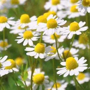 Heirloom Common German Chamomile Seeds - Organic and Regenerative Gardening Seeds