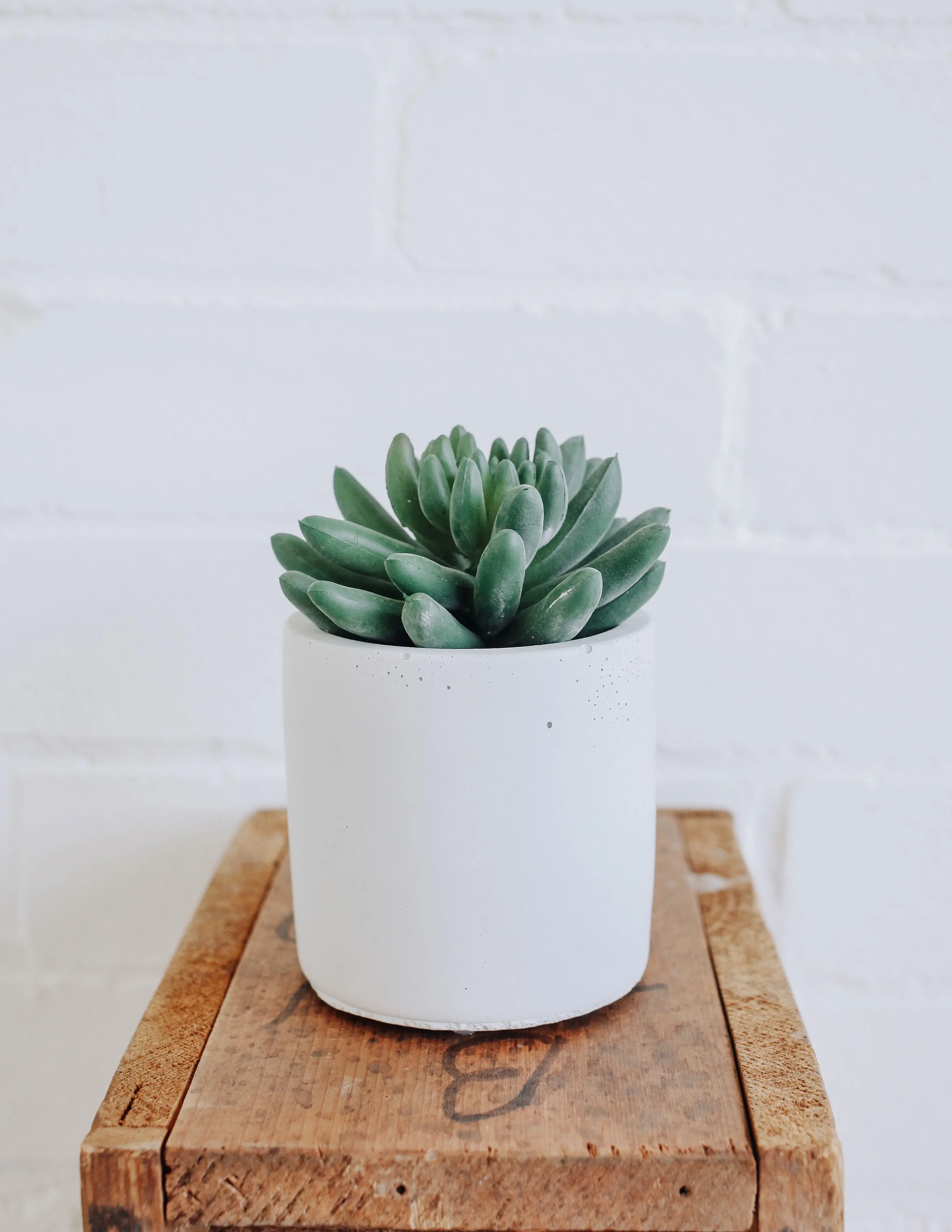 Classic Concrete Planter