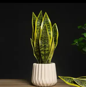 Artificial Snake Plant – 6 Leaf Sansevieria Stem (14.5” Tall) - No Pot Included