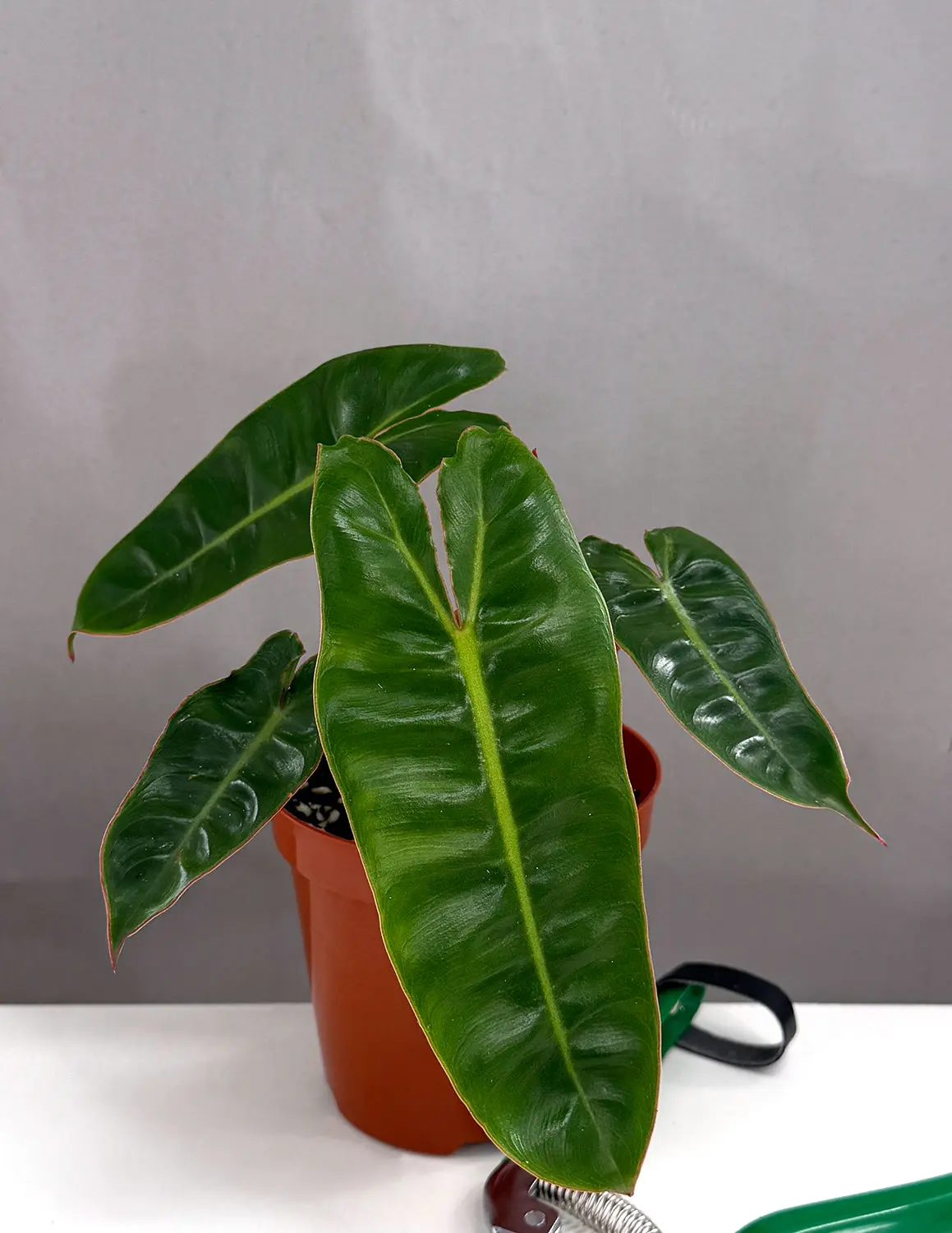 Philodendron Billietiae